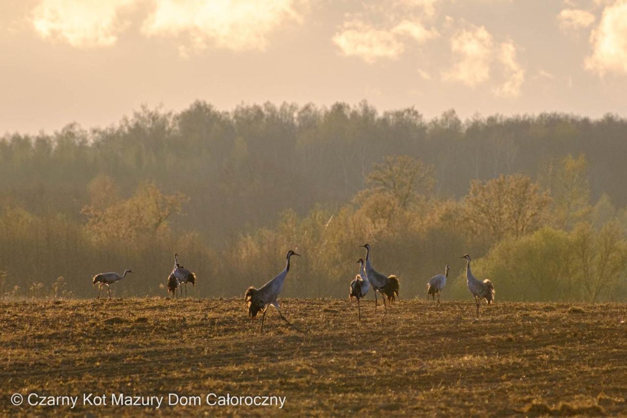 MalkinieCzarny Kot Mazury Dom Caloroczny别墅 外观 照片